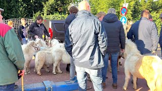 Abreise der nicht verkauften Ponys 04112024 Pferdemarkt in Hedel NL [upl. by Cynthie]