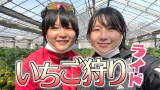 ロードバイク女子2人で「いちご狩り→鶏出汁ラーメン」なグルメサイクリングをしてきた [upl. by Nivre]