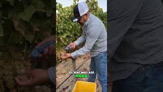 HERRAMIENTAS🛠️y TECNICAS✅ ESENCIALES con TAVO👌🆕 shortsyoutube farming trabajodecampo [upl. by Saref]