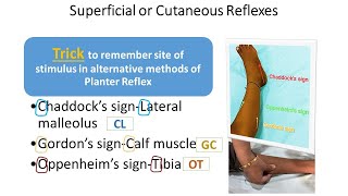 Motor System Examination Part11  Superficial Reflexes  CNS Examination  Pediatrics [upl. by Aihsatan]