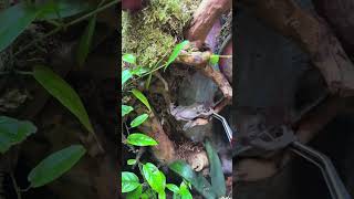 Dumpy blue eyed tree frog eating alotl [upl. by Anikes]