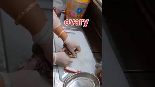 Normal ovary tissue  கருமுட்டை pathology [upl. by Airotahs]