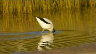 Rednecked Avocet Recurvirostra novaehollandiae  Rotkopfsäbelschnäbler 1 [upl. by Nedap]