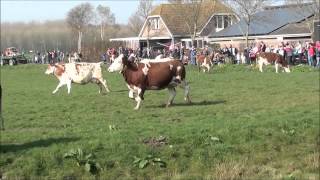 Koeien gaan de wei in Hoeve Biesland Delfgauw 29 maart 2013 lente [upl. by Carlin]