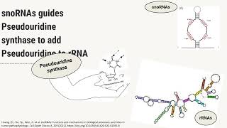 Ribosomal RNA rRNA modifications [upl. by Garek]