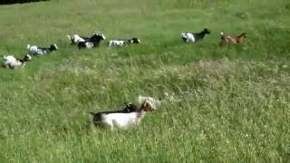 Chèvres miniatures des Tourelles  les joies dans la verdure printanière [upl. by Neerihs288]