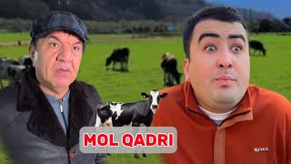 Mol qadri 🐄😂 [upl. by Esiahc]