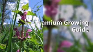 Lamium Growing Guide by GardenersHQ [upl. by Rind]