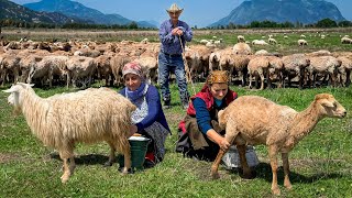 Life on a Farm with 200 Sheep Milking and Making Creamy Cheese [upl. by Emanuel]