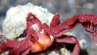 Sponge Spider Crab  Lembeh Strasse Sulawesi Indonesien [upl. by Oisacin]