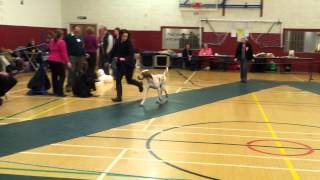 Bracco Italiano at Northern Counties Gundog Club s [upl. by Amando971]