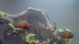 8 Red Bellied Piranhas Eat Large Goldfish amp 20 gallon update [upl. by Tosch132]