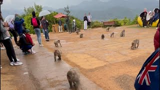 Arashiyama Monkey Park 🐒🥰 [upl. by Raynata]