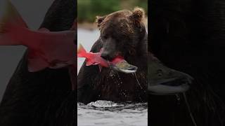 Bear 🐻 valluk vs fish shorts youtubeshorts trending discovery posuu [upl. by Northey]