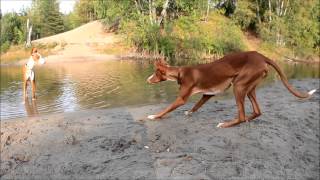 PODENCO IBICENCO  Ibizan hounds playing in the forest [upl. by Suiluj]