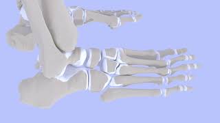 5th Metatarsal Base Fractures [upl. by Bakemeier253]