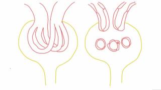 Mesangial cells  anatomy and function [upl. by Torres]