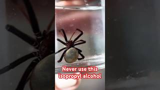 Never use this isopropyl alcohol 😱🫣🕷️ [upl. by Eohce153]