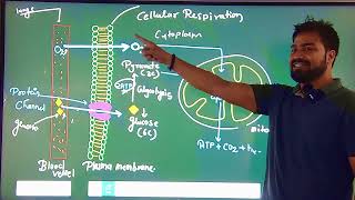 Cellular Respiration easy way [upl. by Esorylime]