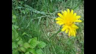 Wild edibles How to eat and identify cats ear  flatweed  false dandelion [upl. by Savihc]