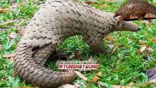 know About Pangolins pt 3 How many Species of pangolins are there [upl. by Asinla]