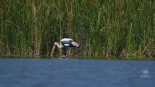 Master Fisher The Painted Storks Incredible Hunting Skills birds wildlife nature [upl. by Giglio]