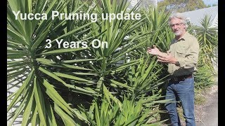 Yucca Pruning  3 years on [upl. by Anelej593]