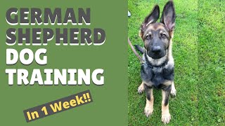 German Shepherd Dog Training and Mastering the Art of Attention in Only 1 Week [upl. by Daeriam569]