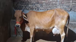 top sahiwal cow milk capacity 17kg for sale 🌹💞Rajput dairy farm 🌹 Sandeep 8198986050 [upl. by Esmerolda]