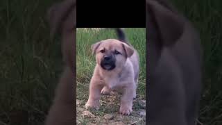 Cachorro latindo  Filhote de cachorro bravo  Cute dogs [upl. by Ajiat443]