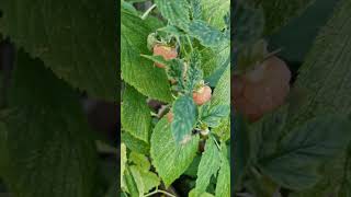 Growing Heritage and Fall Gold Raspberries in October  Low Maintenance amp Delicious [upl. by Kotick]