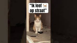 Ieder DIER verdient een FIJN THUIS🥺🤍🐈baileyfreestyle huisdier kat poes hond shorts zielig [upl. by Norvall]