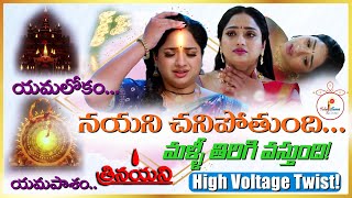 Trinayani TV Serial Upcoming Twist   నయని చనిపోతుంది   Zeetelugu  Teluguflame [upl. by Merril279]