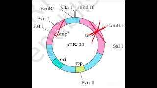 pBR322 [upl. by Jarred627]