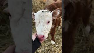 Gender Reveal Calf 3 has arrived [upl. by Sidonnie]