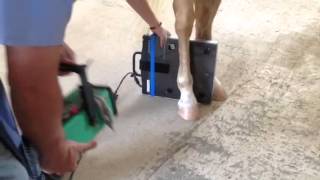 Obtaining the DLPMO lateral oblique view of the fetlock [upl. by Thane]