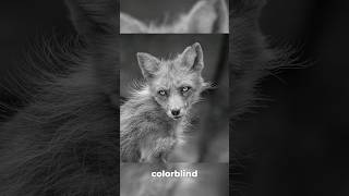 How do COLORBLIND people view photography [upl. by Dorkas]