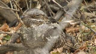 European Nightjar [upl. by Mirak]