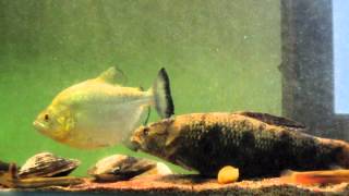 wolf fish and piranha [upl. by Barnebas]