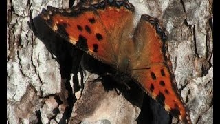 The Large Tortoiseshell Nymphalis polychloros [upl. by Rehctaht68]