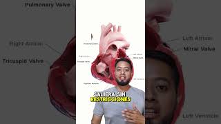 Datos acerca del corazón anatomia rehabilitación sabiasque anatomy 3d mexico [upl. by Notsek]