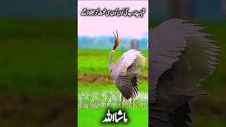 Surah takveer l beautiful recitation of quran shortsfeed qurantilawathearttouchingvoice birds [upl. by Akiehsat]