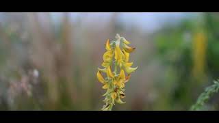 4K Nature Cinematography Cinematic Background Music NO COPYRIGHT  NIKON D5300 [upl. by Samal]