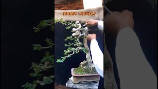 Bonsai Collection 🌲💥 037 shorts shortvideo bonsai bonsaitree bonsaitips art [upl. by Hakon]