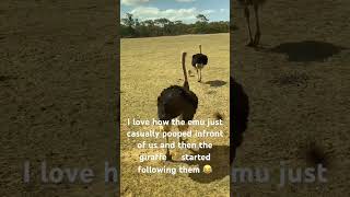 The emus and the giraffes safaripark tour emus giraffe funny shorts shortsvideo [upl. by Atikihs]