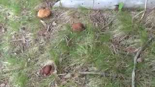 Boletus Pinicola 31052014 [upl. by Gaw400]