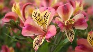 How to Grow Alstroemeria  Astromelia Flower  English Subtitles  TvAgro por Juan Gonzalo Angel [upl. by Nataniel585]