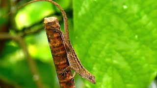 lagarto iguanita reptiles [upl. by Ydolem]