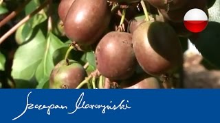 Actinidia  gatunki odmiany i zastosowanie mini kiwi  cz 1 [upl. by Giarla]