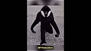 Skinwalker monkey 🫡 shorts viral monkey venom [upl. by Ainslee]